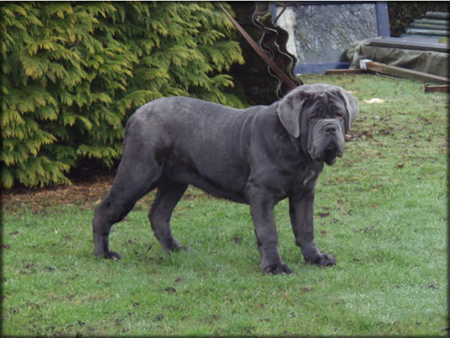 mastino napoletano: Bambi de Azzurra
